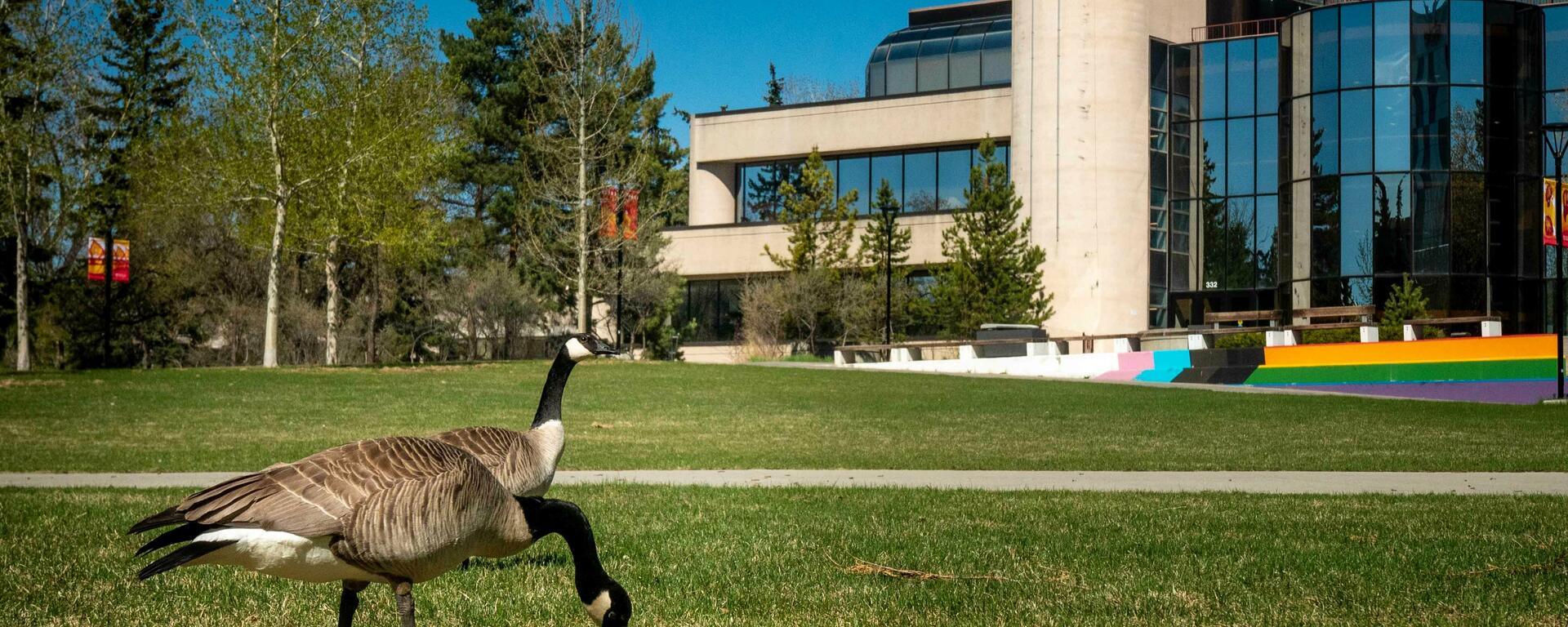 two Canadian geese on the lawn behind MacEwan Hall